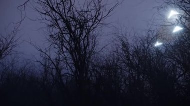 3 Boyutlu Ufo Gece Vahşi Orman 'ın Üzerinde Uçtu