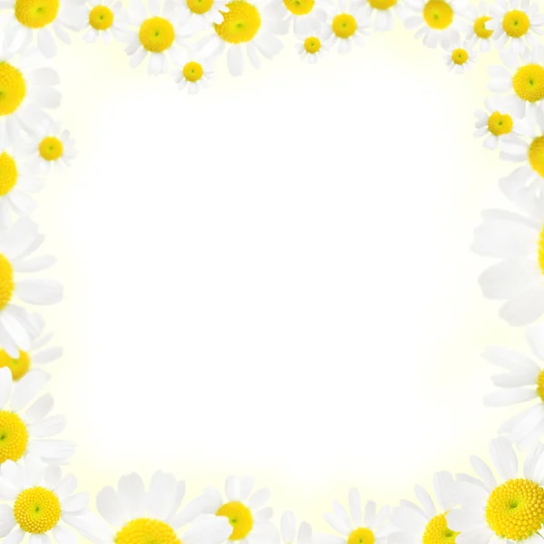 Camomile floral frame on a white background — Stock Photo, Image