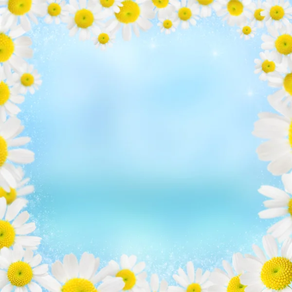 青色の背景に美しいカモミール花のフレーム — ストック写真