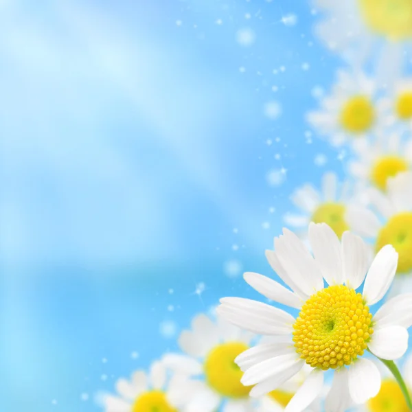 White camomile floral frame on a blue background — Stock Photo, Image