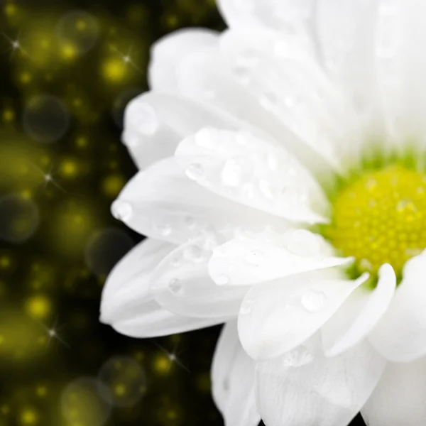 Fleur de camomille blanche sur fond sombre — Photo