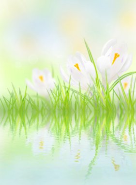 white crocuses with reflection in water