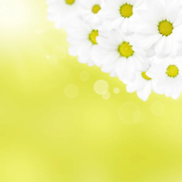 Beautiful camomile on yellow background — Stock Photo, Image