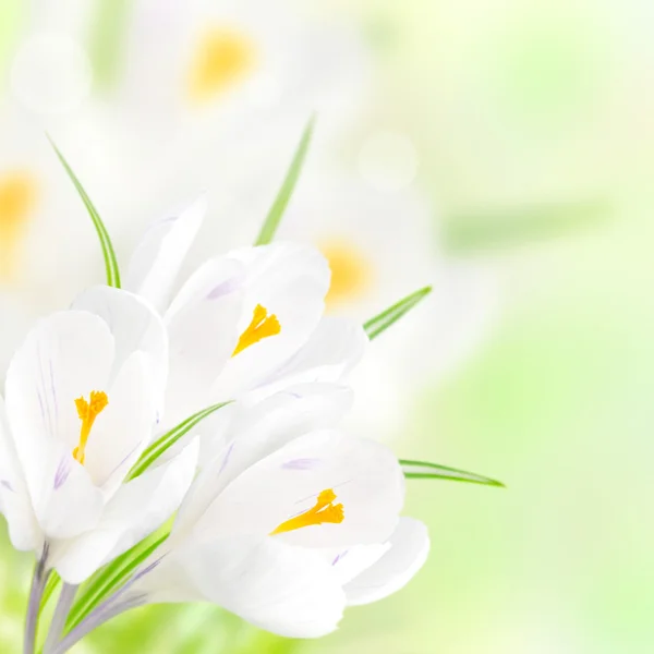 Beautiful white crocus — Stock Photo, Image