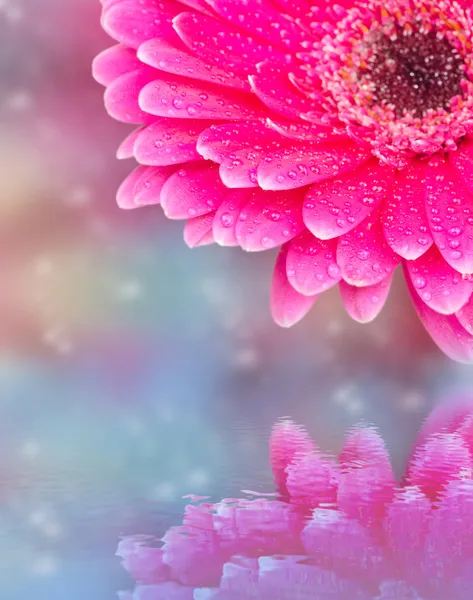 Pink flower with reflection in water — Stock Photo, Image