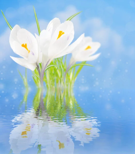 Crocus blancs avec réflexion dans l'eau sur fond bleu — Photo