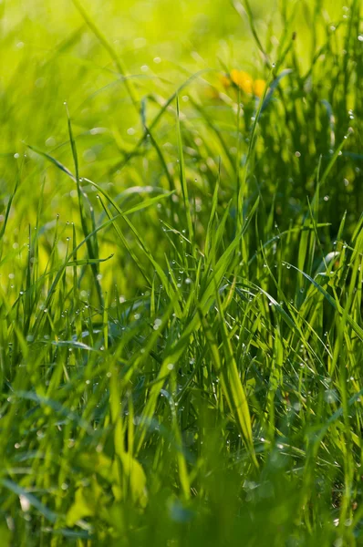 Zielona trawa z rosą — Zdjęcie stockowe