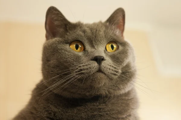 Closeup of British Shorthair cat — Stock Photo, Image