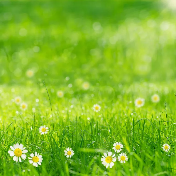 Hierba verde y margaritas al sol — Foto de Stock