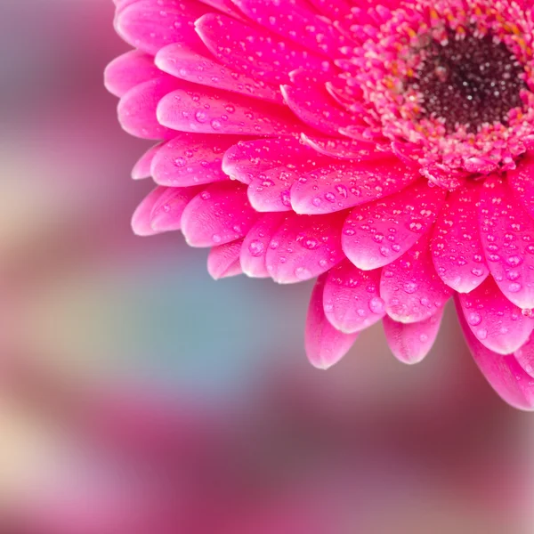 Partie d'une gerbera fleur avec gouttes de rosée mise au point sélective — Photo