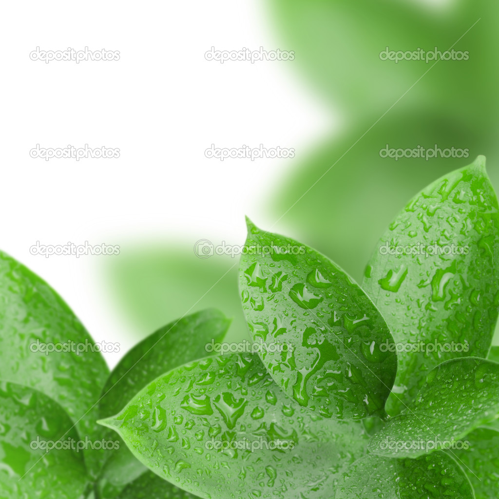 frame of green leaves with water drops