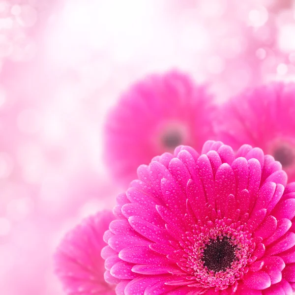 Pink gerbera close up with bokeh effect — Stock Photo, Image
