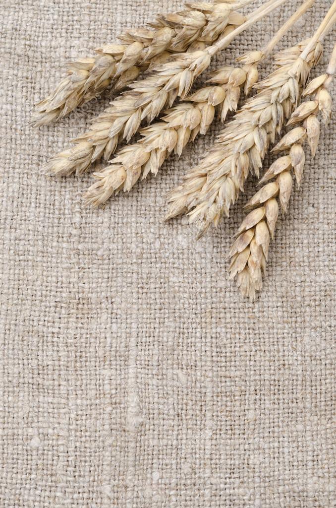 https://st.depositphotos.com/1761693/2566/i/950/depositphotos_25667099-stock-photo-ears-of-wheat-on-top.jpg