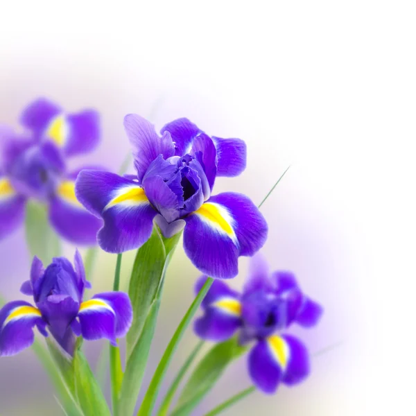 Hermosos iris sobre un fondo blanco —  Fotos de Stock