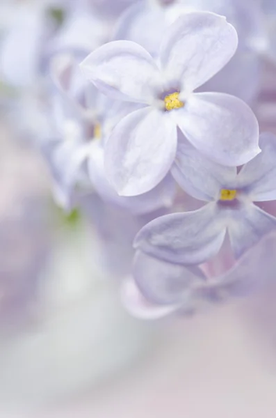 ライラックの花クローズ アップ背景には、マクロ写真 — ストック写真