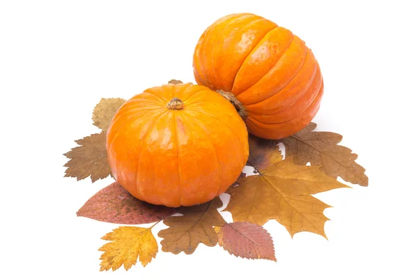 Two orange pumpkin on autumn leaves isolated — Stock Photo, Image