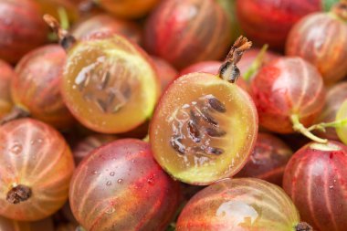 Berry kırmızı bektaşi yakın çekim, seçici odak dilimlenmiş