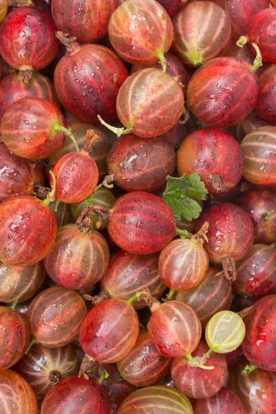 Groselha espinhosa vermelha close-up fundo, vertical — Fotografia de Stock