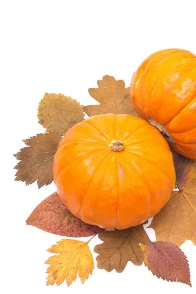 Two orange pumpkin on autumn leaves isolated on white — Stock Photo, Image