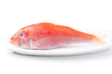 beyaz zemin üzerine bir tabak yakın çekim üzerinde taze surmullet