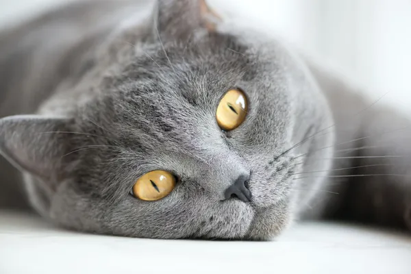 Bliska pysk szary Kot brytyjski — Zdjęcie stockowe