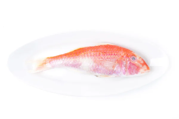 Fresh surmullet on a plate isolated — Stock Photo, Image