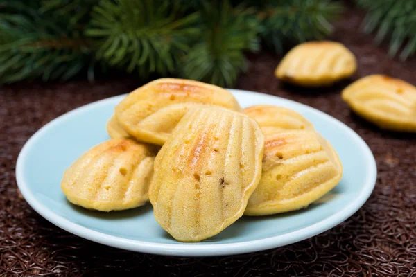 Biscoitos madeleine no fundo de ramos de abeto — Fotografia de Stock