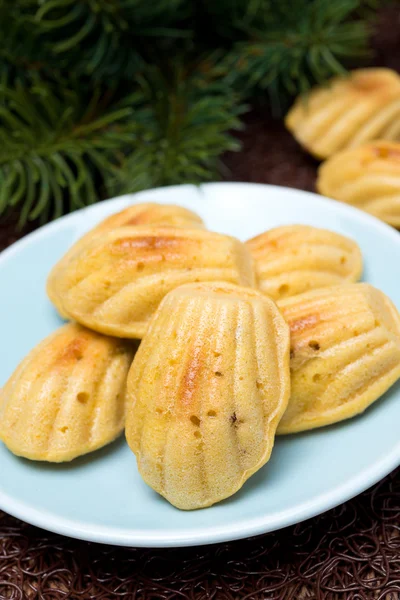 Biscoitos madeleine no fundo de ramos de abeto, close-up — Fotografia de Stock