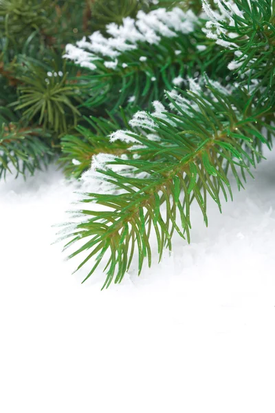 Snow-covered fir branches close-up, isolated — Stock Photo, Image