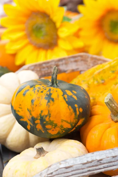 Seasonal pumpkins in a wooden tray and yellow flowers — Stock Photo, Image