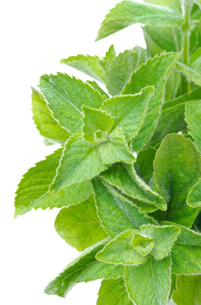 Branch of fresh mint isolated on white — Stock Photo, Image