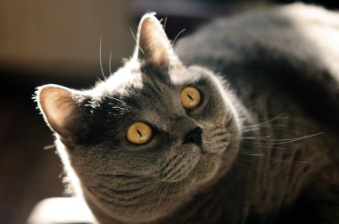 Güneş ışığında yalan İngiliz cins Gri kedi