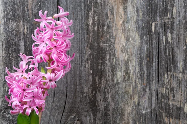 Jacinto rosa sobre fondo de madera — Foto de Stock