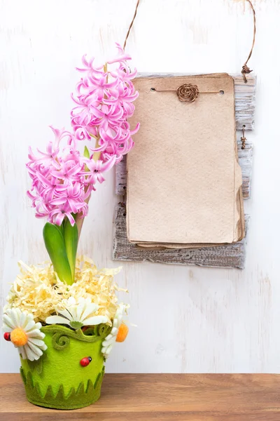 在花盆和纸给文本的美丽粉红色风信子 — 图库照片