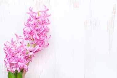 Beyaz ahşap arka plan ve metin için yer pembe sümbül