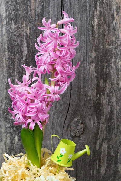 在一个木制的背景装饰的花盆粉红色风信子 — 图库照片