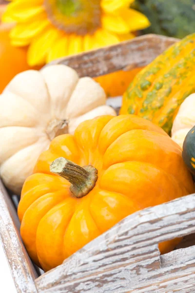 Close-up of a pumpkin in a wooden tray and yellow flowers — Stock Photo, Image