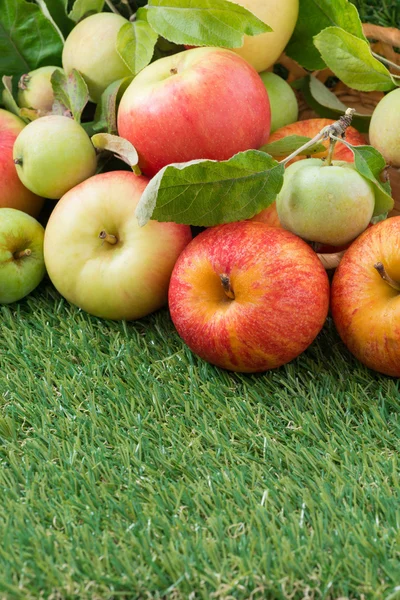 Sortierte frische Gartenäpfel auf grünem Gras und Platz für Text — Stockfoto