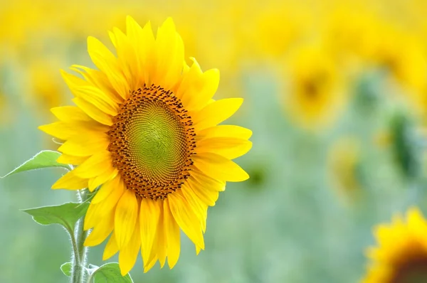 Girasole Immagine Stock