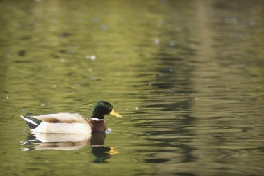 Villa borghese, Roma ördek