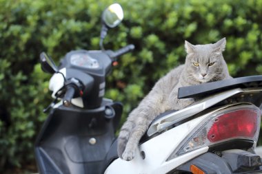 bir scooter üzerinde kedi