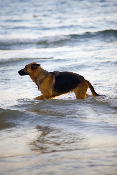 yüzmek alarak köpek