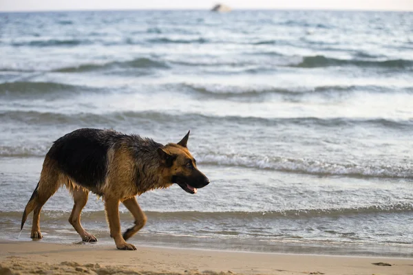 köpek sonra yüzmek