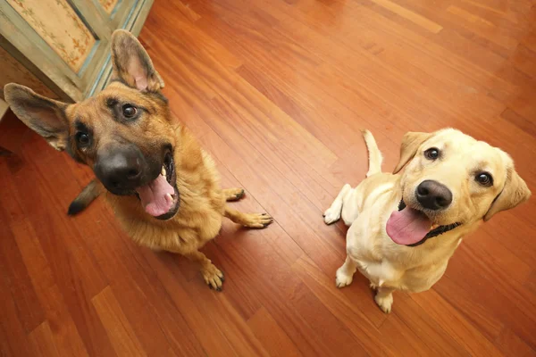 Köpekler için topu bekliyor