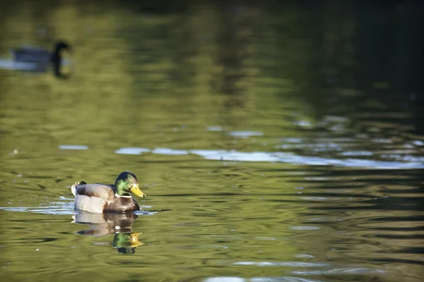 Villa borghese, Roma ördek