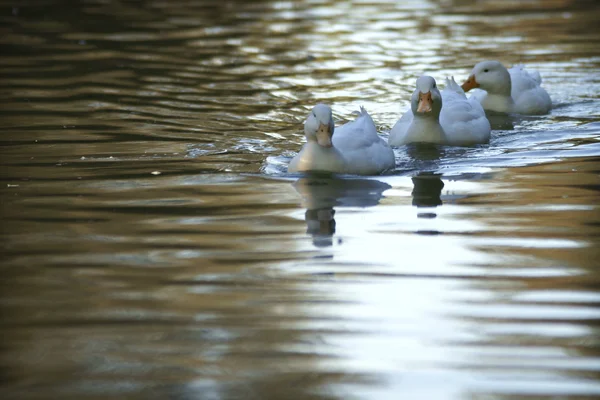 villa borghese, Roma, kuşlar