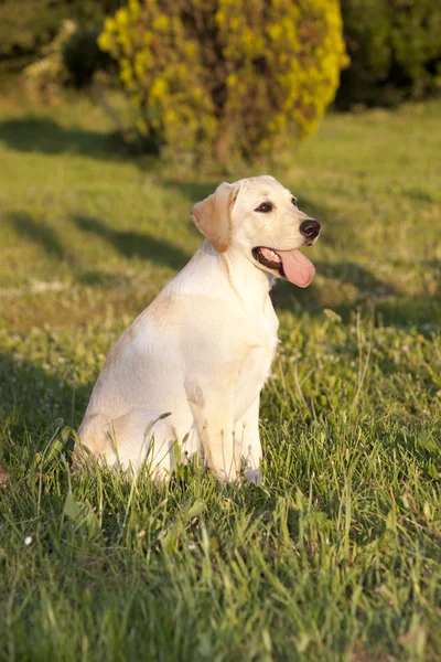 Puppy of a White Labrador — Stock Photo, Image