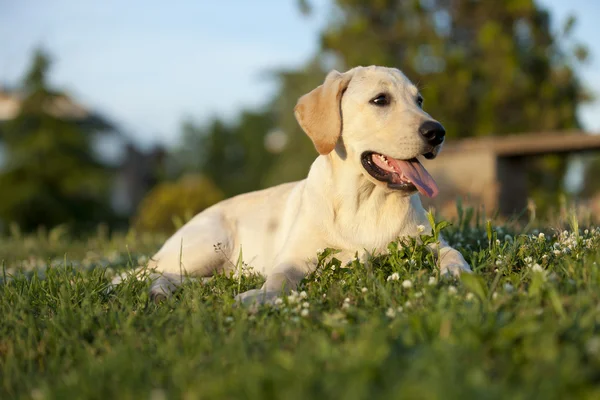 Puppy of a white labrador — Stock Photo, Image