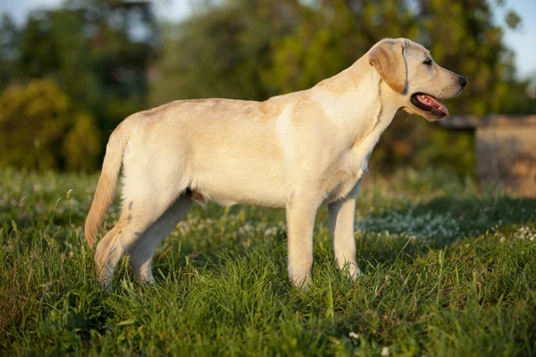 Puppy of a White Labrador — Stock Photo, Image