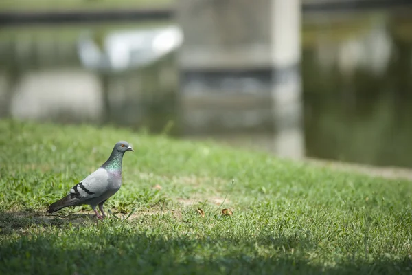 Oiseau près d'un lac Image En Vente